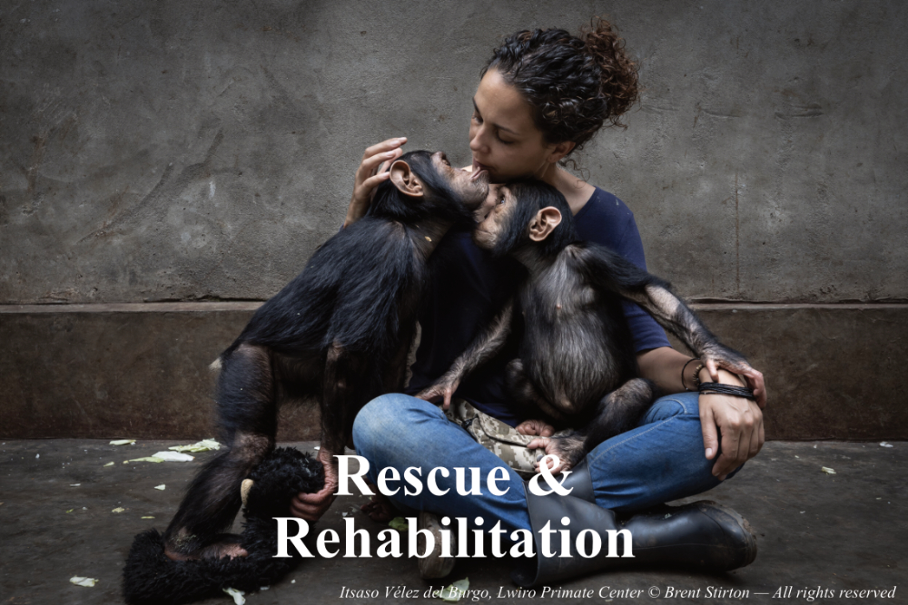 Rescue & Rehabilitation
